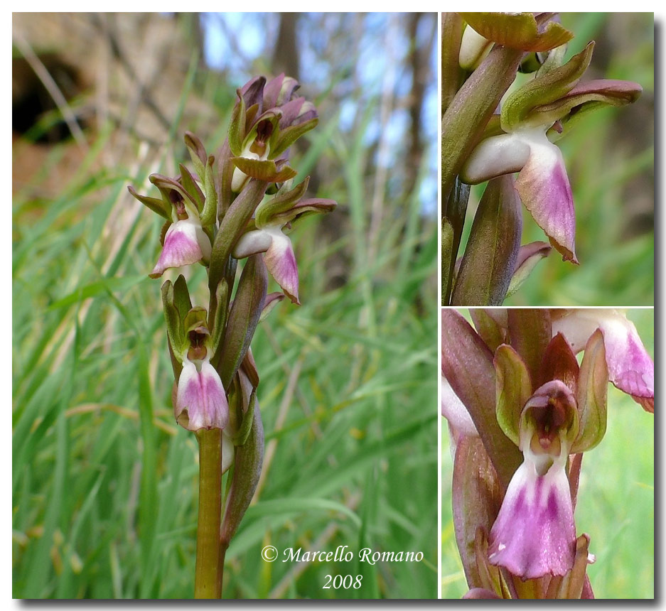 Prime fioriture di Orchis collina in Sicilia